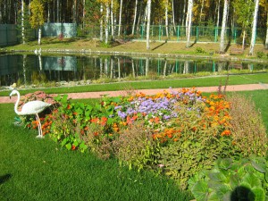 газон и цветники фото