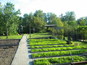 ландшафт огорода фото